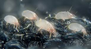 Dust mites